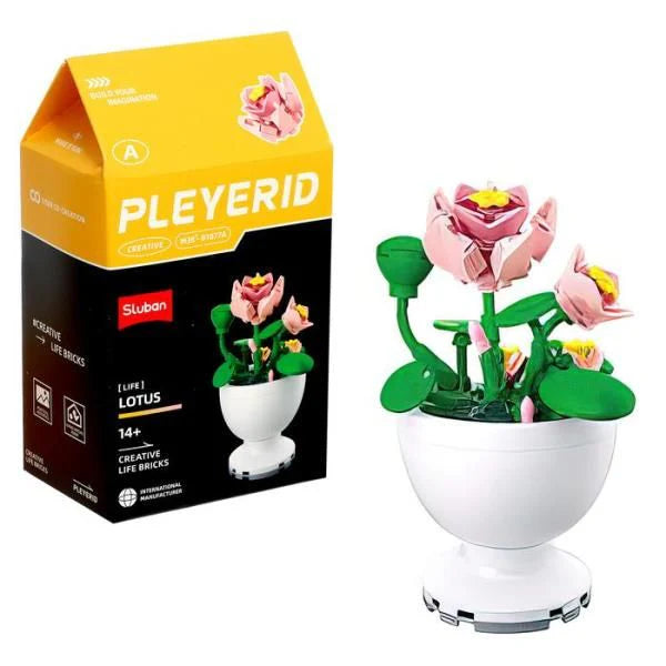 Sluban - PLEYERID-Potted Plants Lotus Sluban - PLEYERID-Potted Plants Lotus